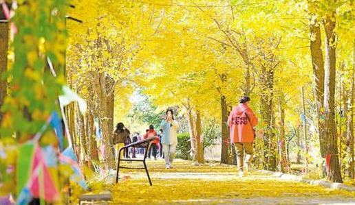 賀蘭山下銀杏燦